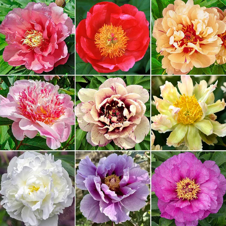 🌸 Rare Climbing Peony Bulbs🪴Big Full Blooms, Cold Hardy Perennial,